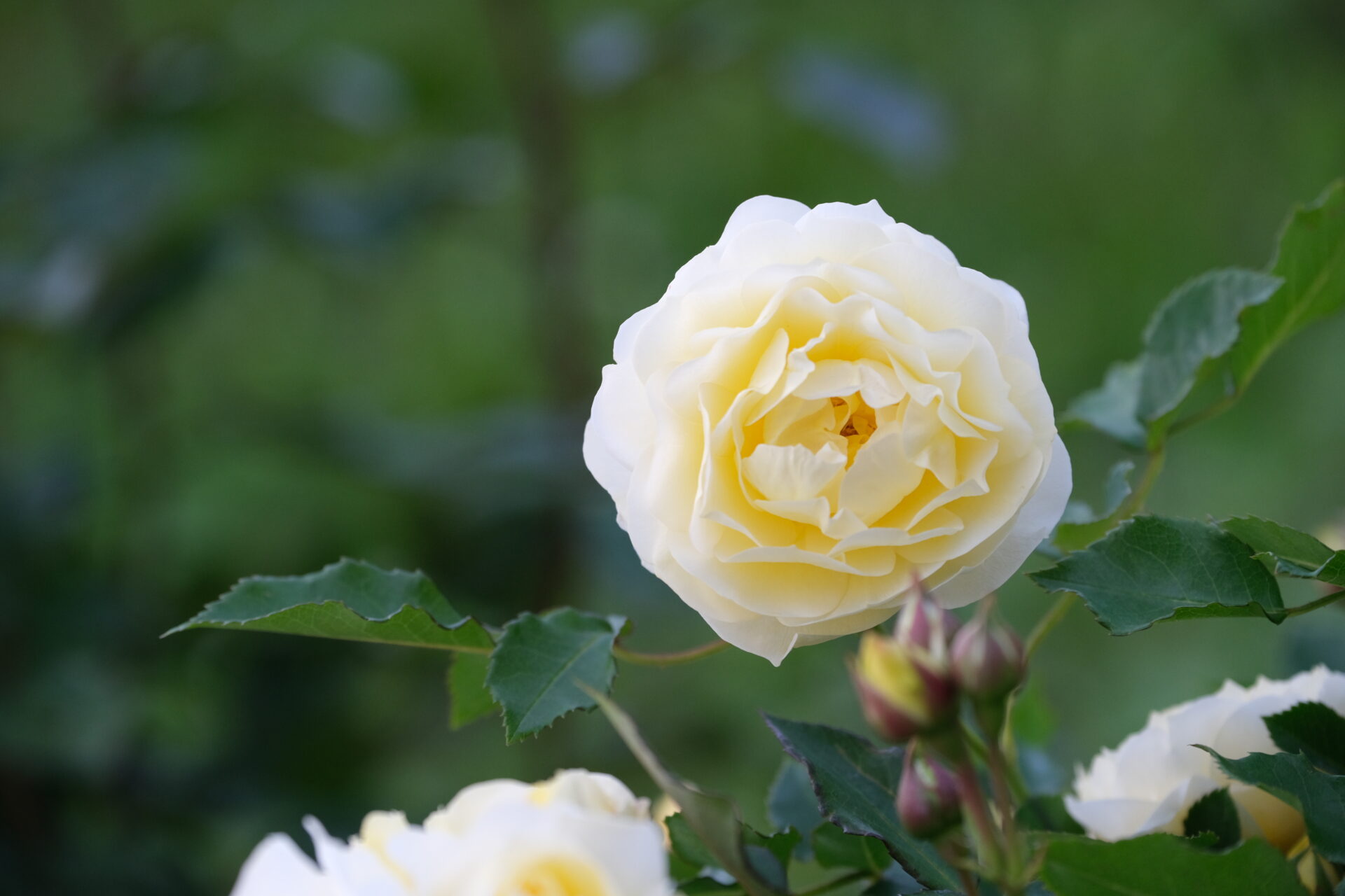 5 13 バラの開園状況 響灘グリーンパーク ローズガーデン