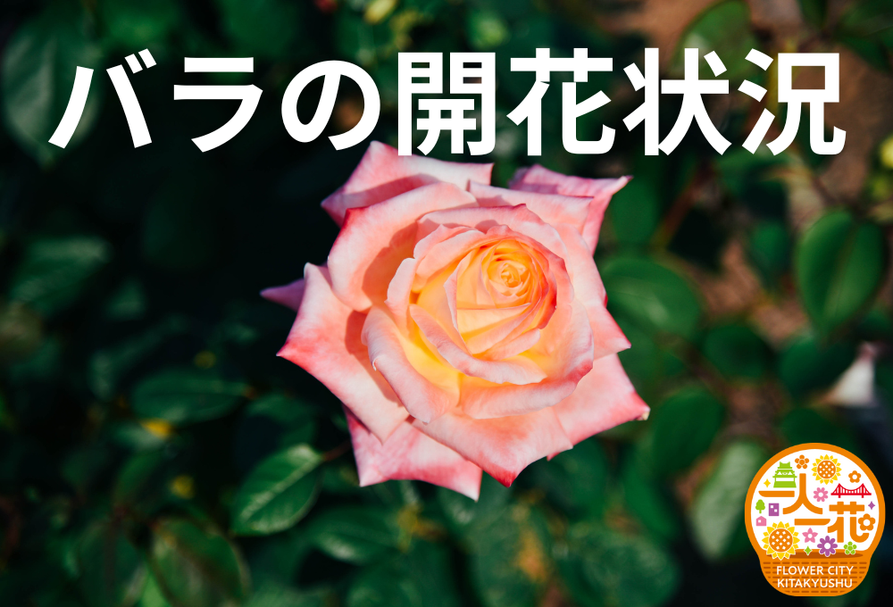 零花様ご確認ページ 5/17 バラの開花状況 - 響灘グリーンパーク ローズガーデン