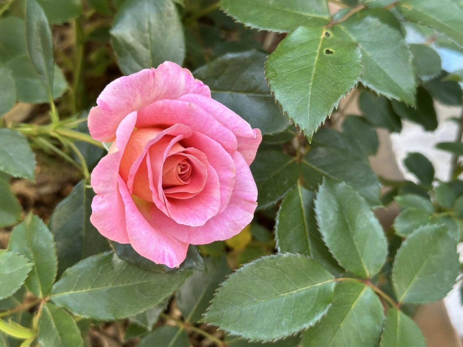 ガーデン ファッション the virgins バレッタ ブラック ローズ バラ 薔薇